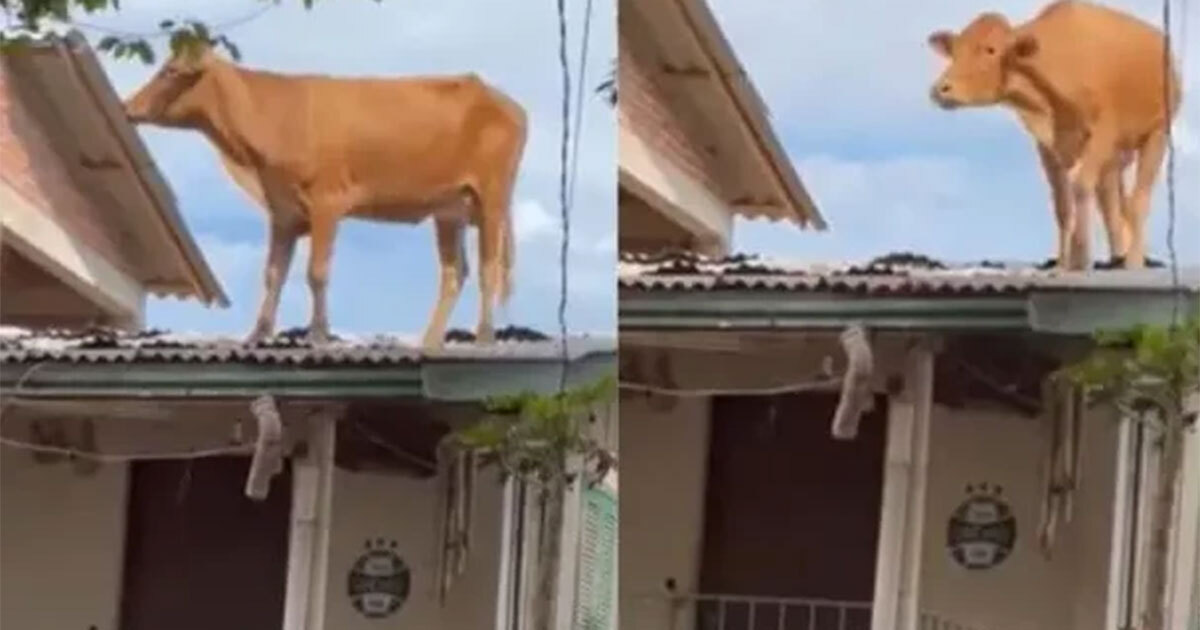 ¿Cómo llegó ahí? Vaca se hace viral al terminar en un techo tras una inundación 