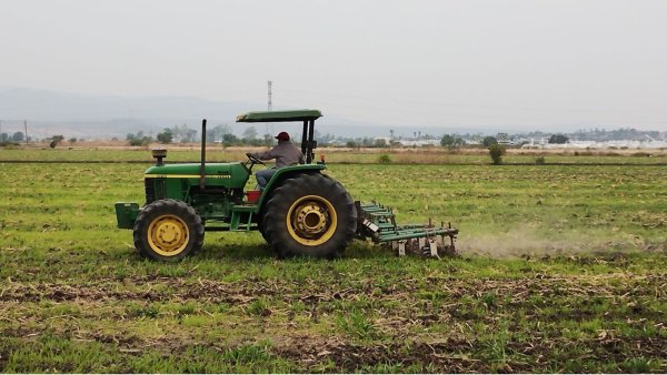 Campesinos en Irapuato cambian maíz por garbanzo para solventar pérdidas