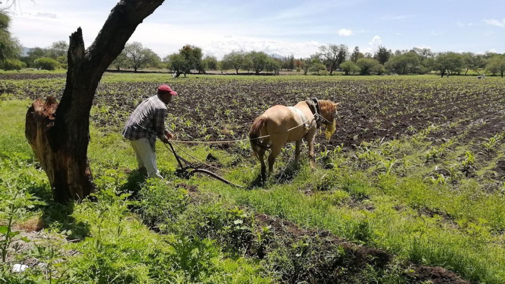 Sequía en Guanajuato pone en riesgo siembra de agricultores por segundo año consecutivo