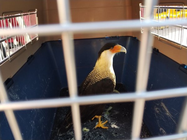 Hallan a halcón caracara en León, es conocido como 'quebrantahuesos'