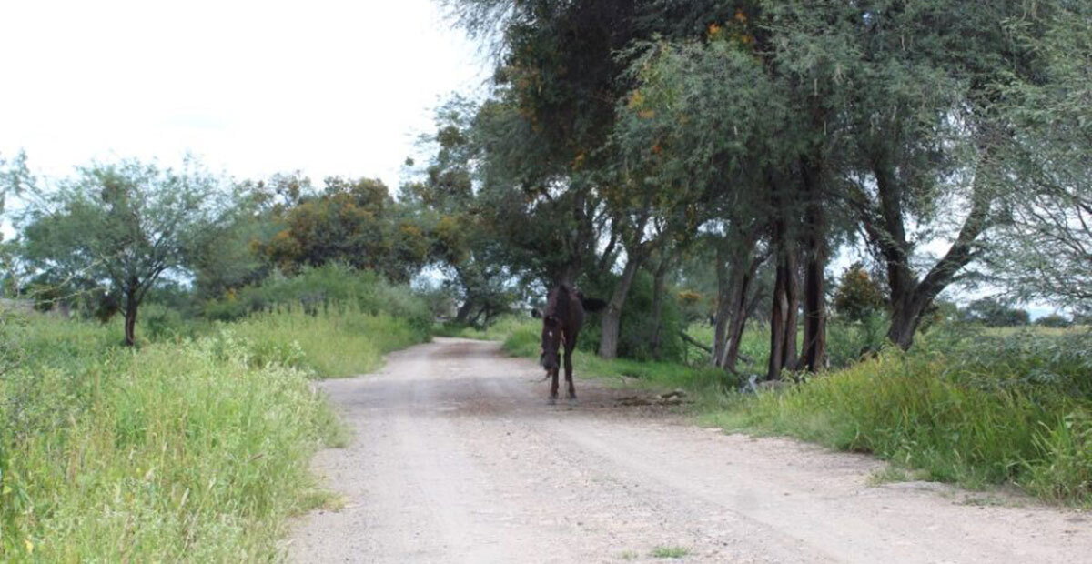 Campesinos urgen a SDAyR apoyo para asfaltado de camino a cosechas: beneficiaría a estos municipios 