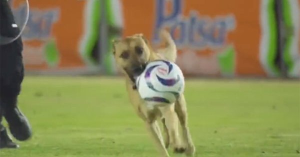 ¿Lomito Messi? Perrito muestra sus habilidades durante partido de la Liga de Expansión