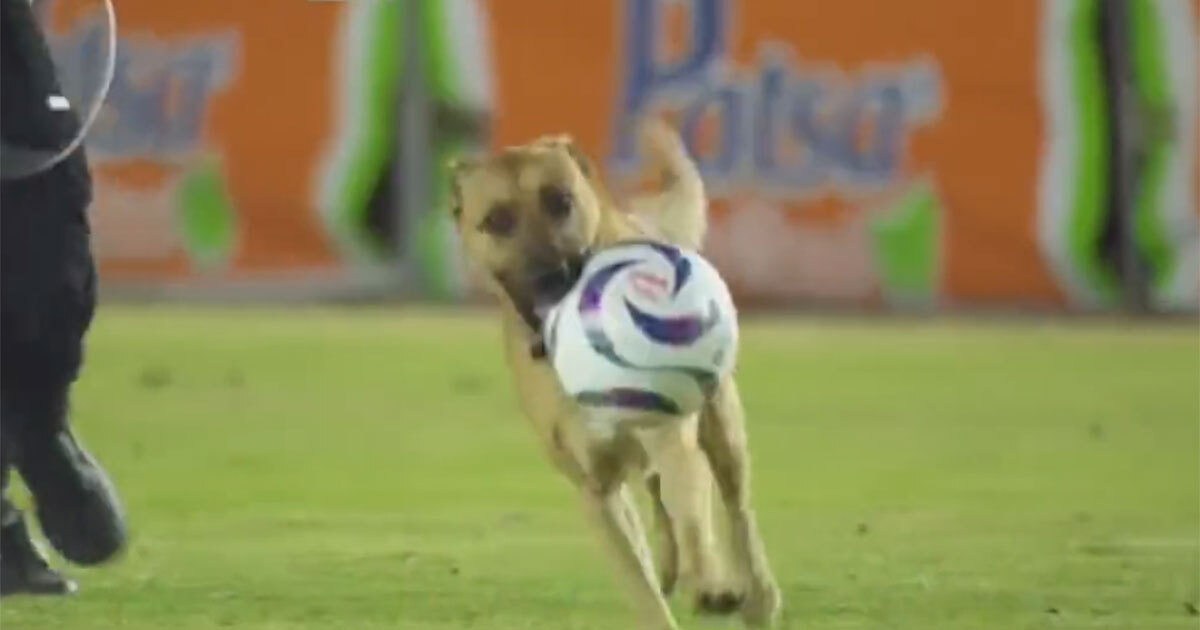 ¿Lomito Messi? Perrito muestra sus habilidades durante partido de la Liga de Expansión