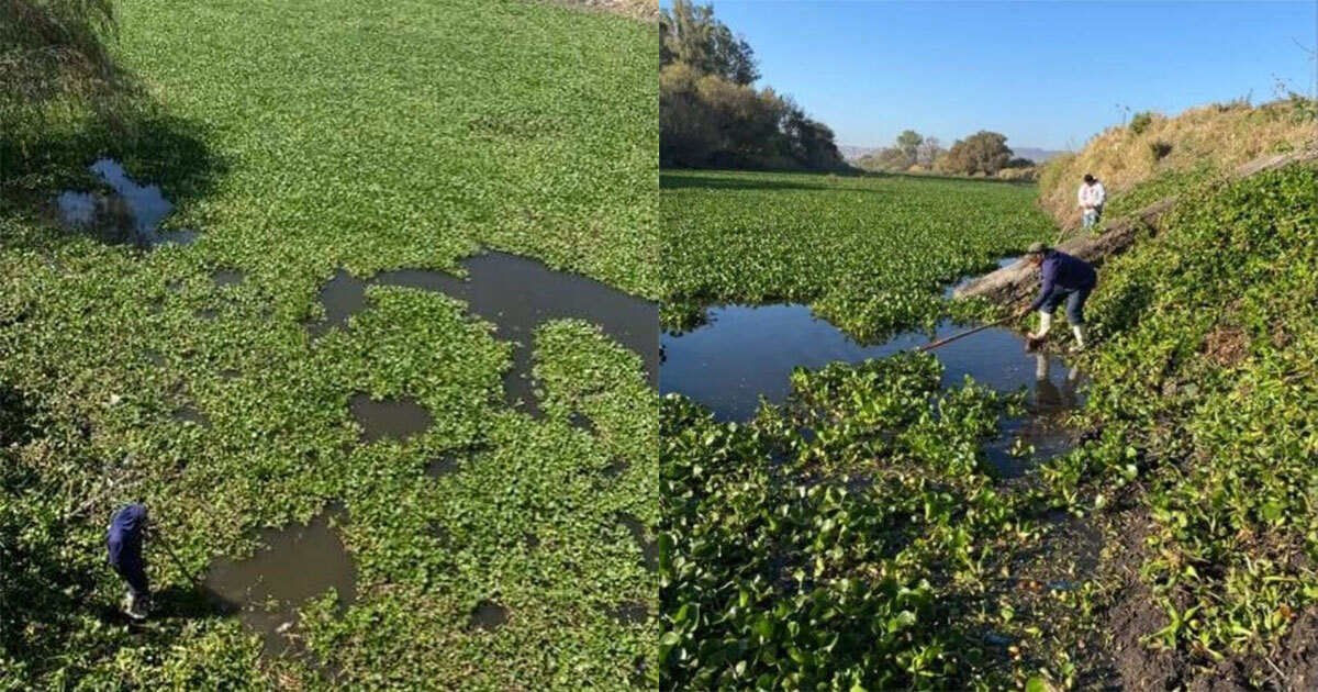 Lirio en el Río Lerma ocasiona mosquitos y otras plagas en comunidades de Pénjamo