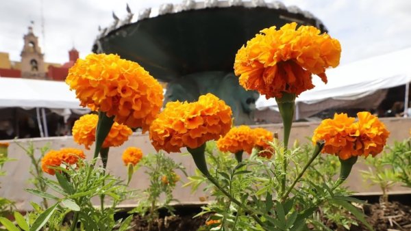 León se ‘vestirá’ con cempasúchil para las fiestas del Día de Muertos