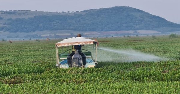 Pescadores 'combaten' el lirio en la Laguna de Yuriria y se unen a equipo de fumigación 