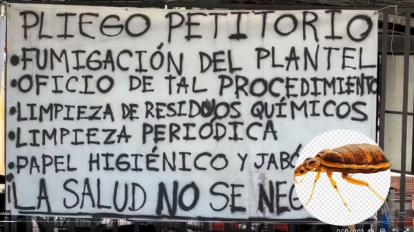 ¿Por qué la UNAM no acaba con las chinches? Aunque extiende fumigación, alumnos no ven resultados