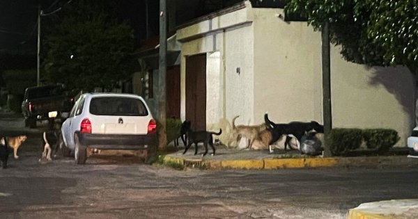  Jauría amenaza hasta 4 colonias de Celaya, ¿cuáles son?