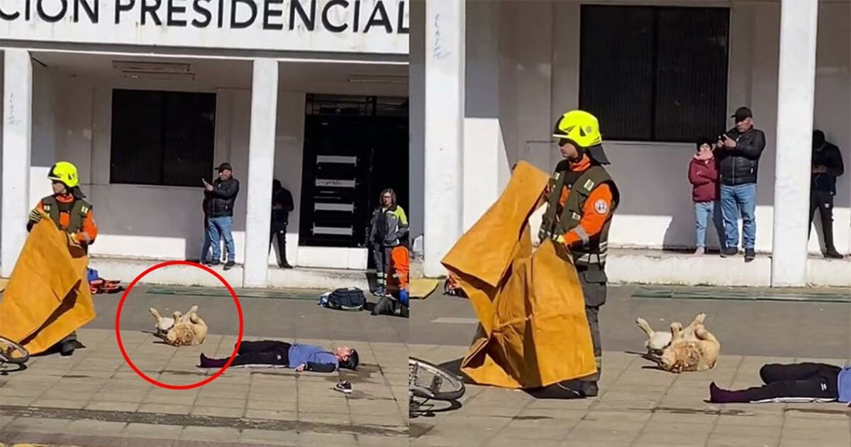 Perrito se hace el muertito durante simulacro de choque y video se vuelve viral