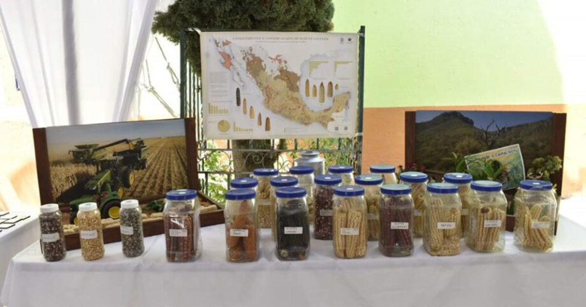 Asi se vivió la Feria Regional del maíz nativo en la Sierra Gorda en Xichú 