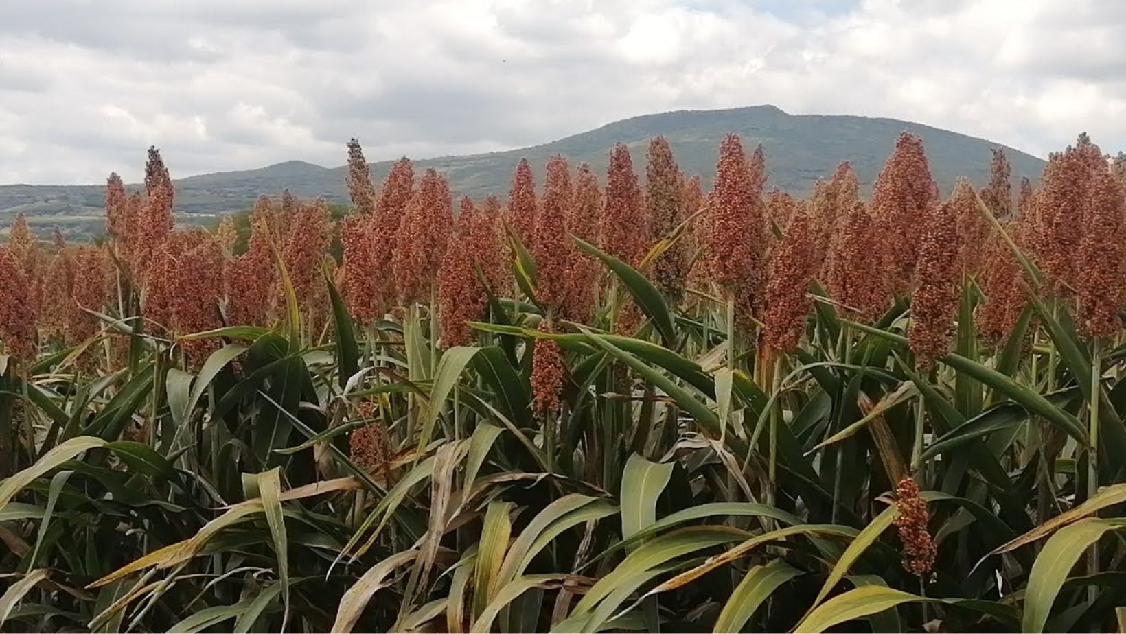 Dejan a campesinos de Guanajuato en la incertidumbre con precios del sorgo; advierten manifestaciones 