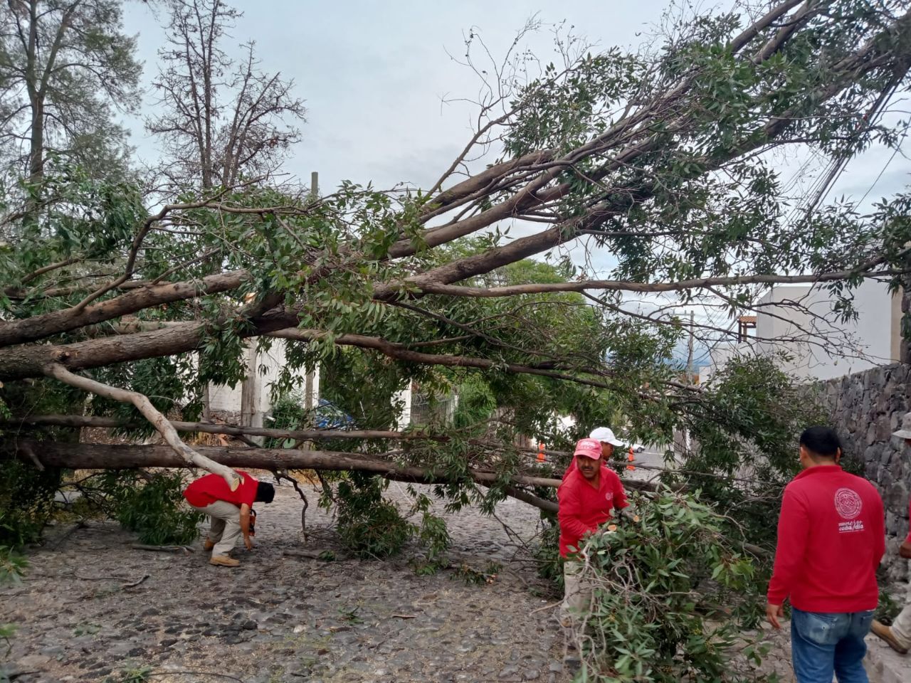 Estas colonias de San Miguel de Allende se quedaron sin agua por la caída de un árbol 