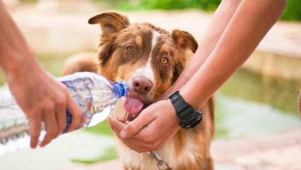 ¿Rescatista de animales? La nueva reforma de salud para Guanajuato es para ti, checa detalles aquí