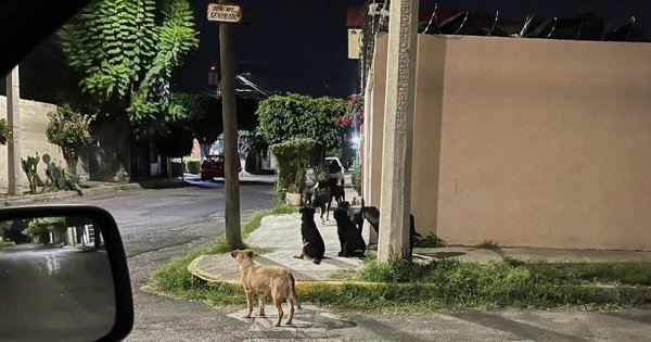 Buscan a jauría que amenaza a colonias de Celaya; perros podrían tener dueño, aclara Control Animal 