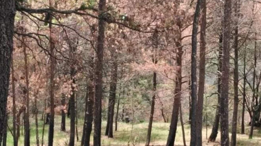 Mueren más de 200 árboles en Sierra Gorda de Guanajuato; temen sea una plaga