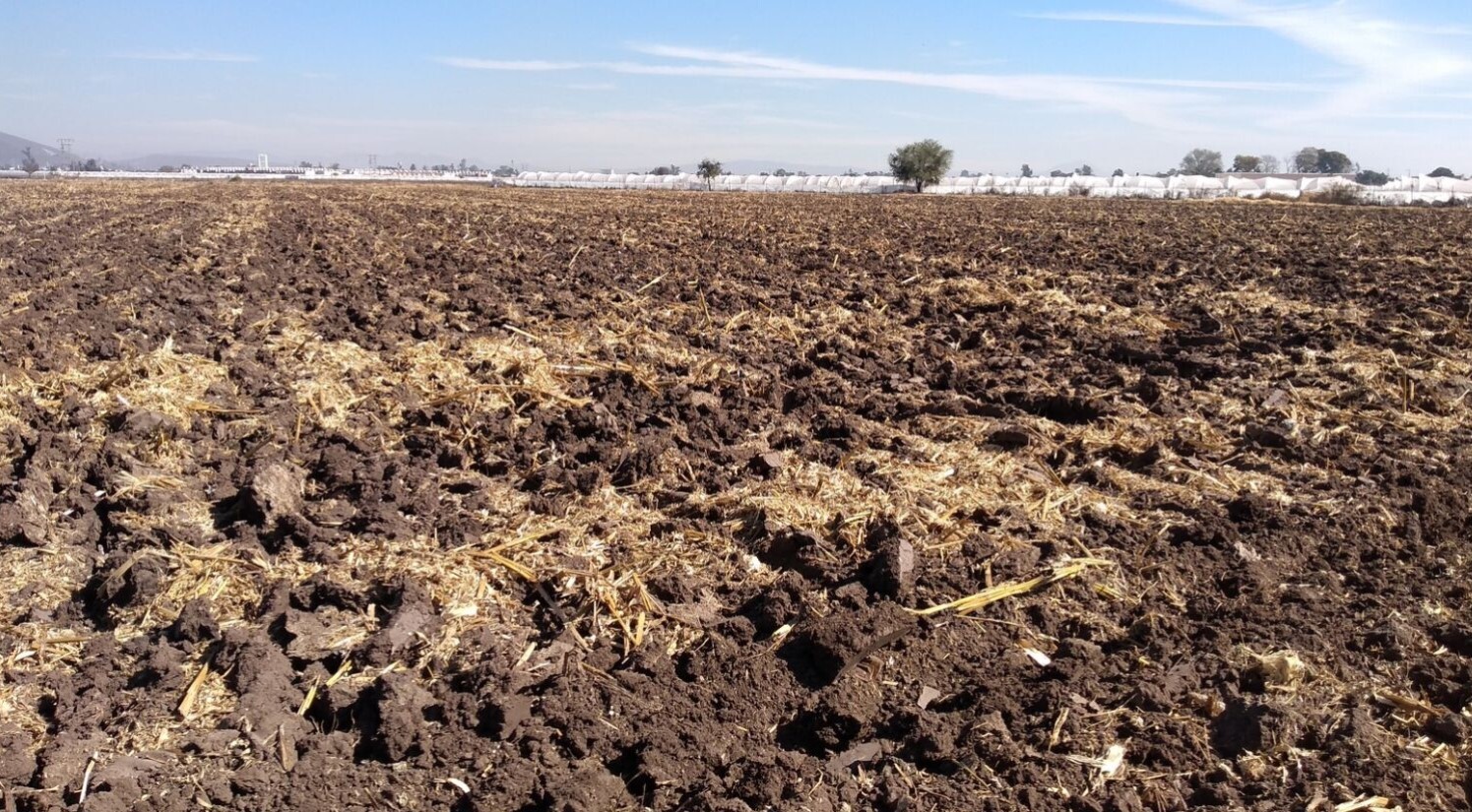 Darán pago a agricultores de Guanajuato que perdieron cosecha por sequía ¿Cuánto y cuándo?