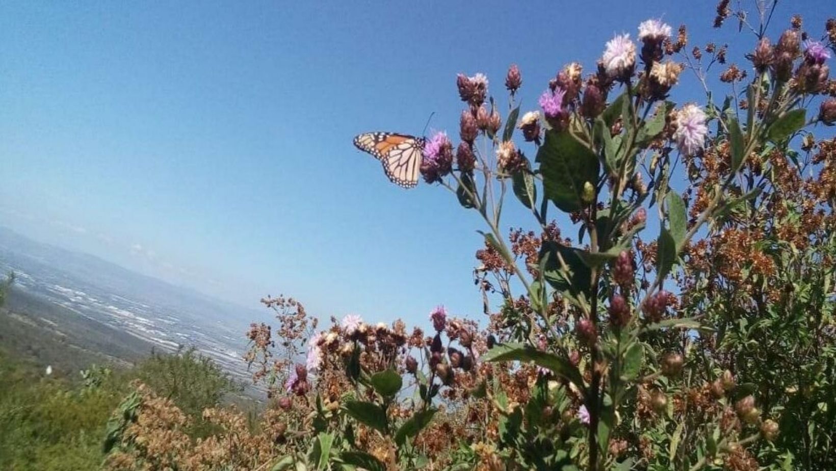 ¿Quieres conocer a las mariposas Monarca? Acude al cerro de la Gavia y de Culiacán en Celaya para verlas