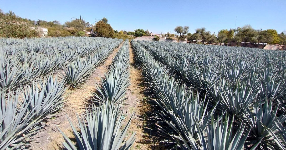 SDAyR advierte por mercado negro en venta de agave en Guanajuato: ‘dañan el medio ambiente’ 