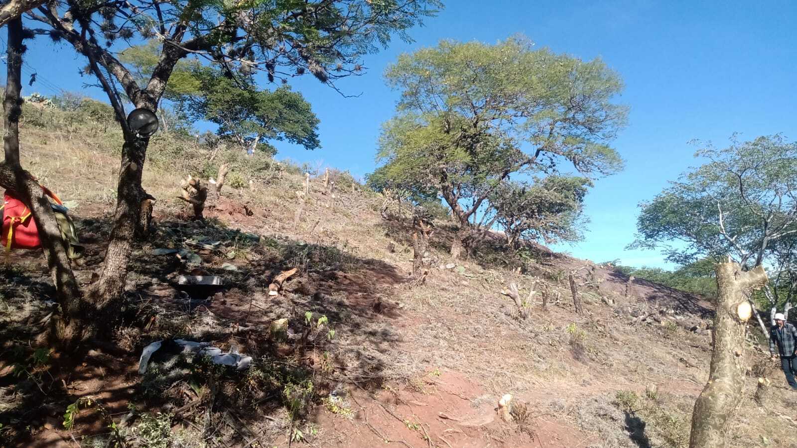 Denuncian tala y afectación al Cerro de la Bufa en Guanajuato; ciudadanos exigen poner un alto