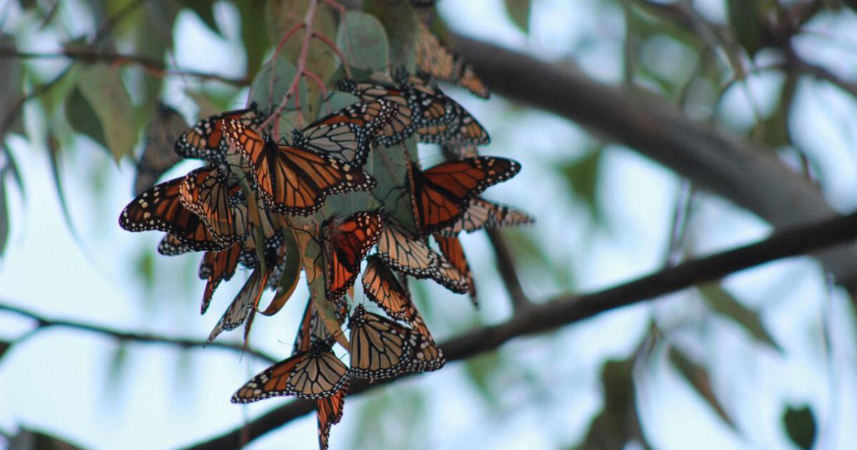 ¿Sabías que Doctor Mora también tiene un santuario para mariposas monarcas? Así puedes llegar