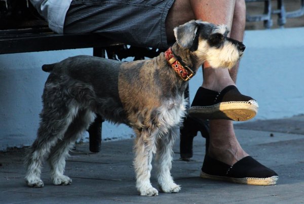 Por falta de recursos, Celaya solo adquirirá 500 chips para mascotas