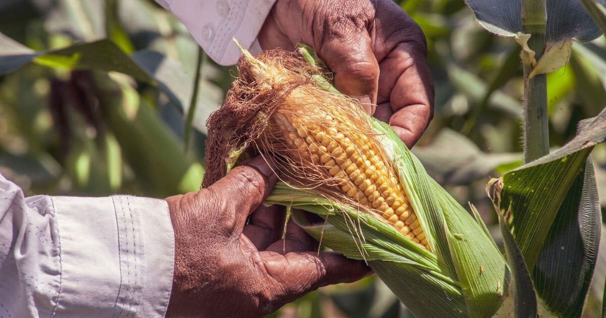 Productores de maíz en Guanajuato urgen apoyo a Segalmex para mejorar precios; se dicen discriminados 