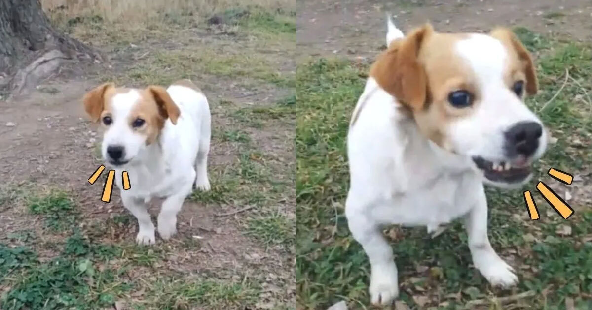 Perrito malvado, estrella de Tiktok, muere a sus 11 años e internet llora su partida 