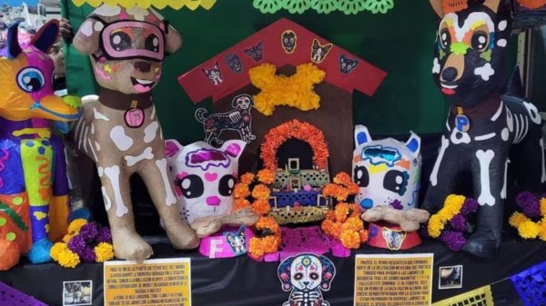 Este 27 de octubre celebra el día de muertos con ofrenda para tu mascota