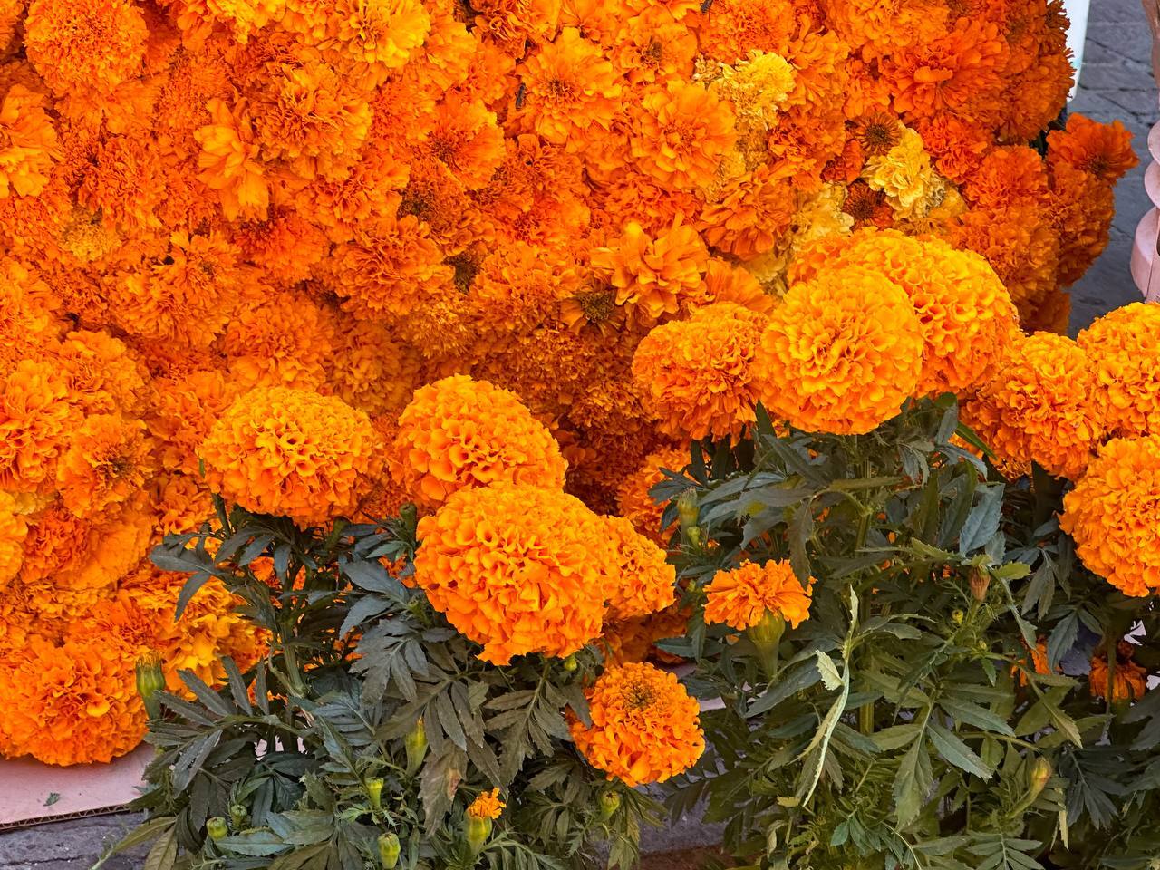 Guanajuato se llena de ‘color y armonía’ por venta de flores del Día de Muertos