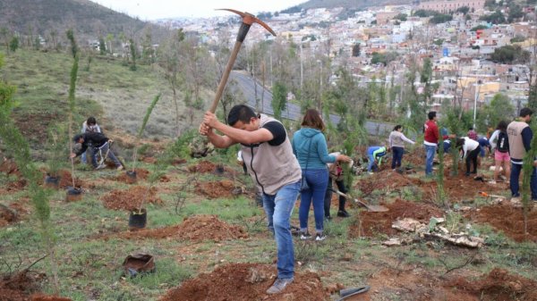 ¿Qué pasó con los árboles talados de La Bufa en Guanajuato? Daño es enorme, pero nadie aclara el hecho