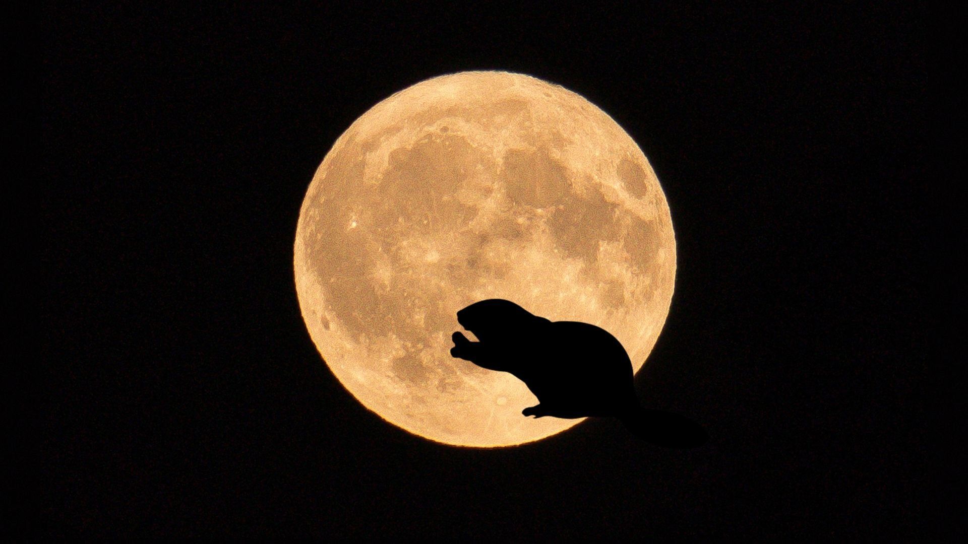 Luna de castor en México: ¿qué es y cuándo verla?