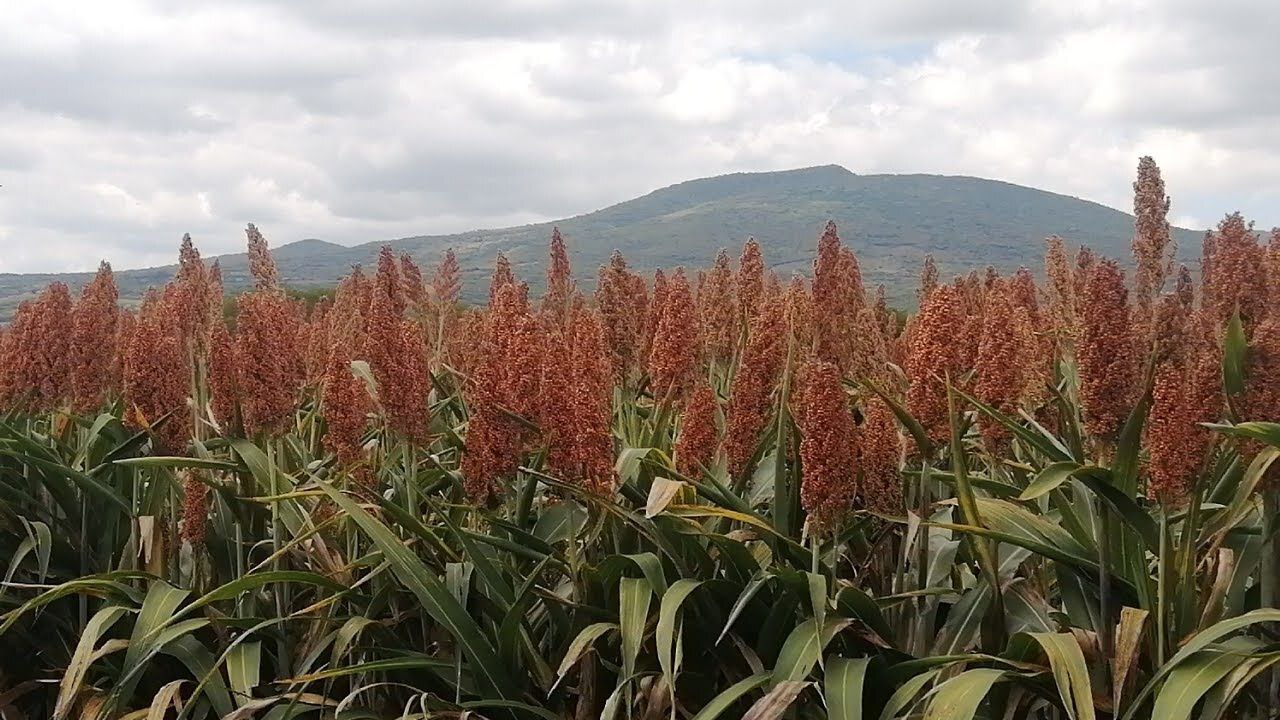 Preocupa baja cosecha de sorgo y maíz en Guanajuato; agricultores no recuperarán inversión 