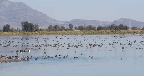 ¿Te gustan las aves? Pénjamo recibe a miles por la migración y aquí las puedes visitar 