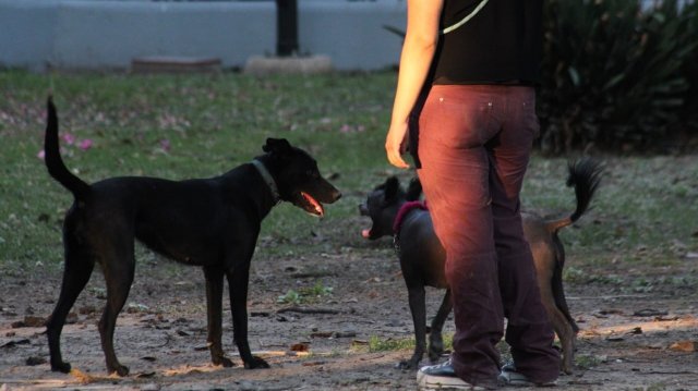 ¿Dónde esterilizar gratis a mi perro o gato en Celaya? Aquí te decimos