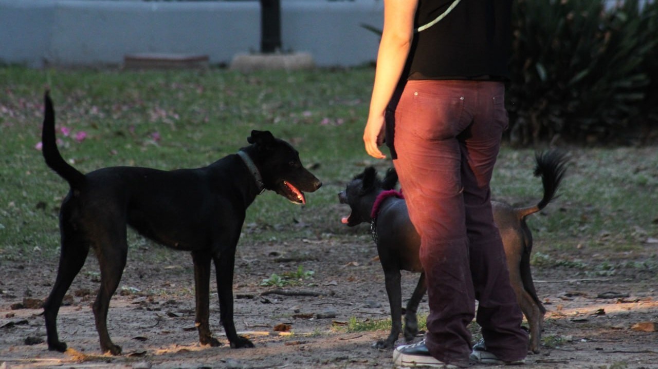 ¿Dónde esterilizar gratis a mi perro o gato en Celaya? Aquí te decimos