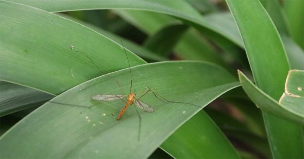 SSG confirma hasta 50 niños con dengue en Guanajuato; advierte por plaga de mosquito  