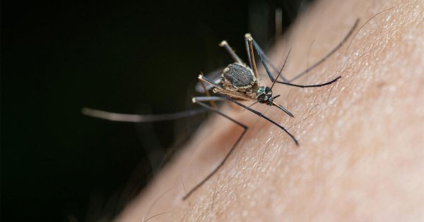 Dengue parecía extinto en Guanajuato, pero datos revelan alarmante incremento ¿por qué? 