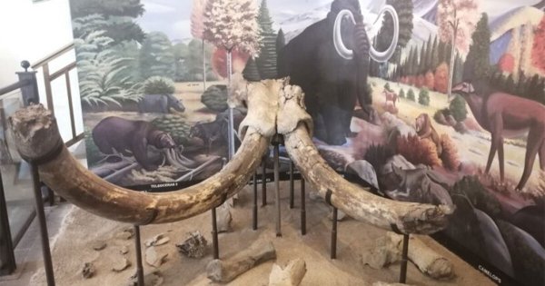 ¿Te gusta la prehistoria? En Acámbaro puedes ver fósiles de mamut en este museo 