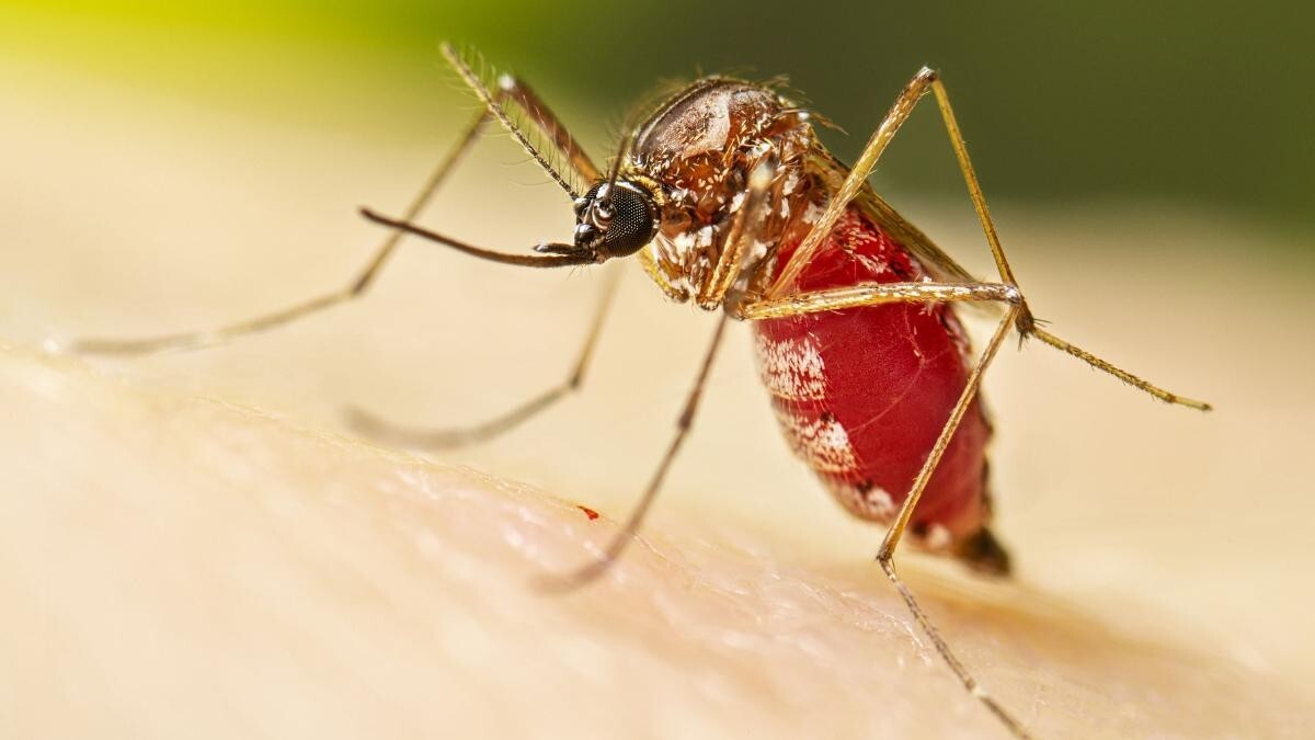 ¿Baja dengue en Guanajuato? Contagios alcanzan niveles alarmantes