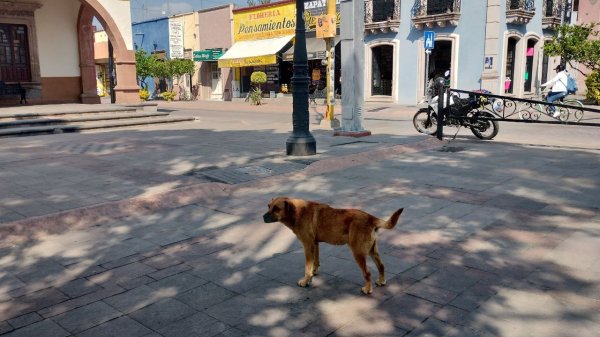 Regidora propone nombrar ‘perro municipal’ a Rocky, famoso lomito de Purísima del Rincón 