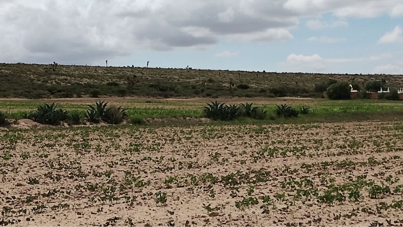 Pierde Guanajuato 800 hectáreas de maíz en Purísima del Rincón por sequía