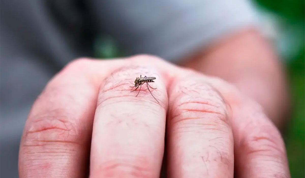 Salud de Guanajuato reporta baja en casos de dengue; atribuyen aumento a positivos reportados tarde