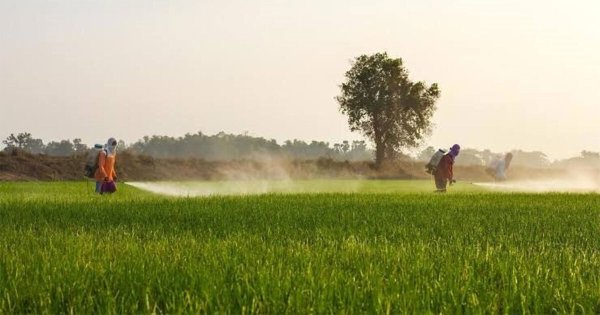 Fertilizantes, ¿un peligro silencioso para el campo en Guanajuato? Así afectan los cultivos 