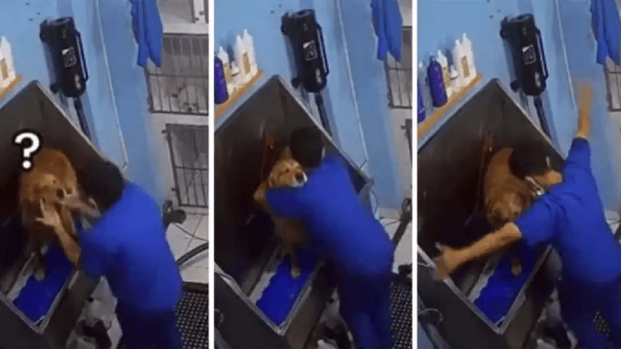 Video | Por bailar con un perrito en veterinaria, joven se vuelve viral