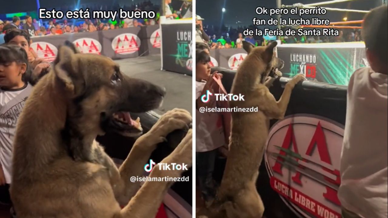 Video | En primera fila, perrito disfruta de Lucha Libre; no deja de ladrar por la emoción