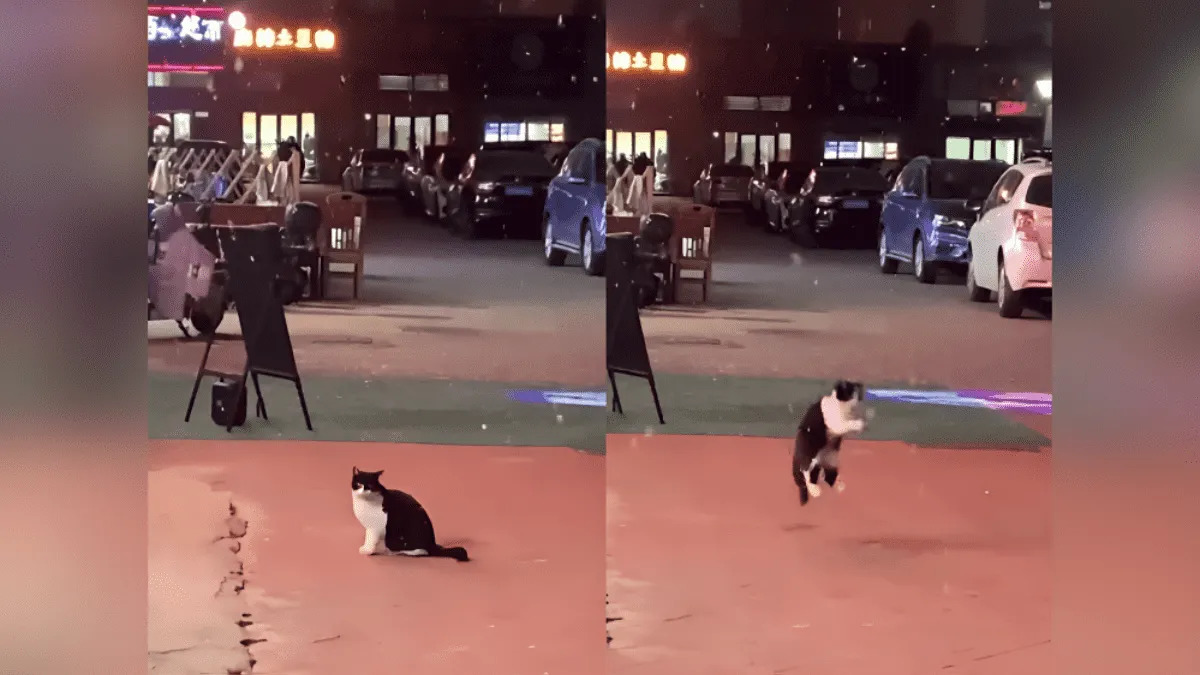 Video | Gatito juega con copos de nieve y se vuelve viral 