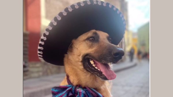 ¿Conoces a Coco de Guanajuato? Descubre su encantadora personalidad y su trabajo por la adopción