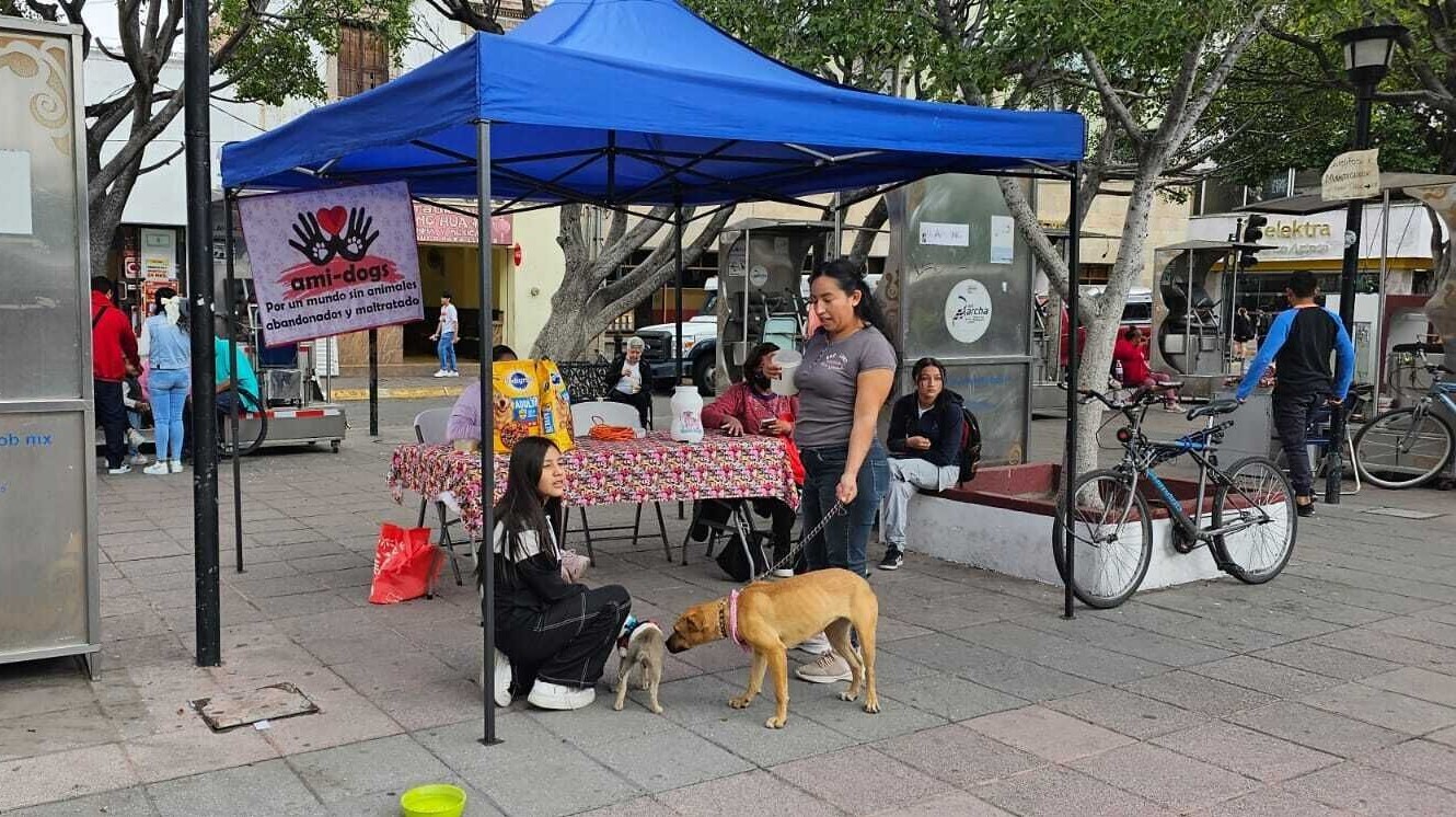 Organizan el “Teletón Canino“ en Salamanca para juntar recursos para perros y gatos rescatados