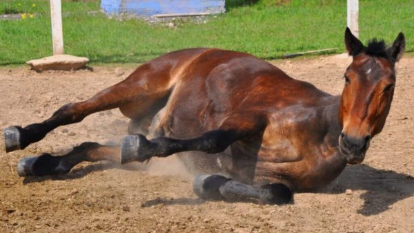 Uruguay y Argentina detectan enfermedad viral en caballos, ¿cuáles son los síntomas?