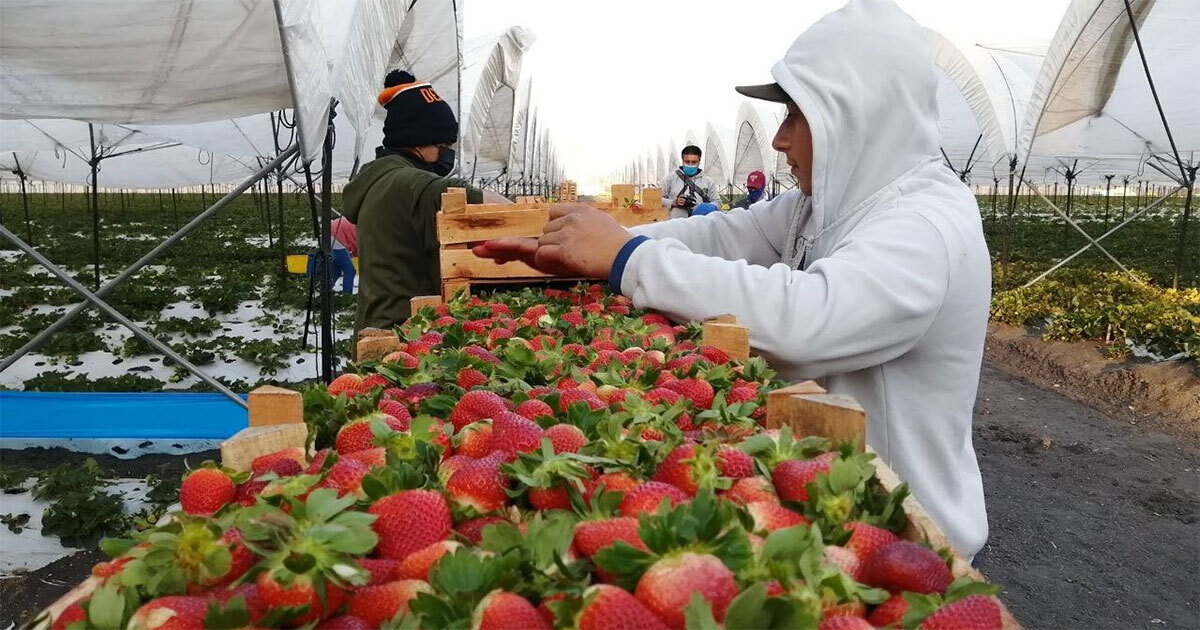 A casi dos años, plaga de Pestalotia en fresas de Irapuato se reduce del 60 al 10% en cultivos